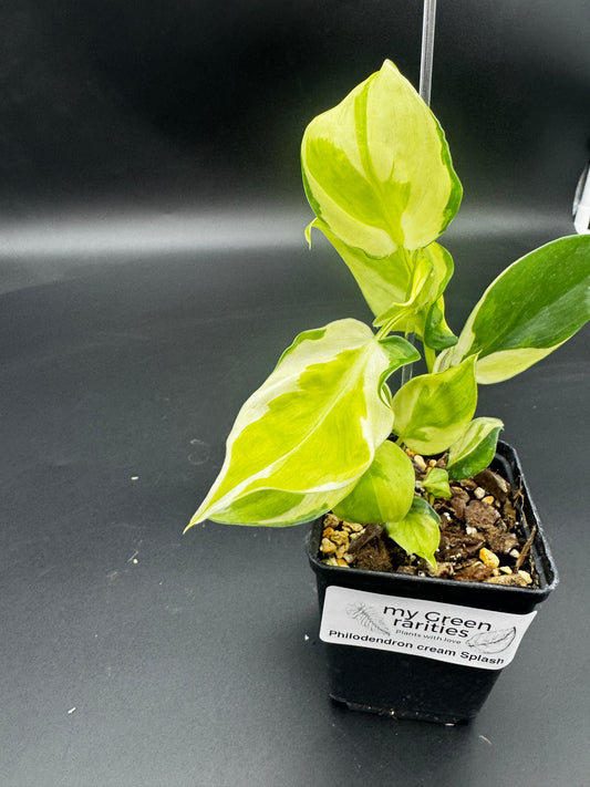 Philodendron cream splash