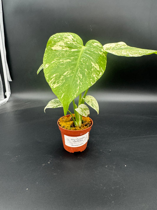 Monstera Mint  variegata
