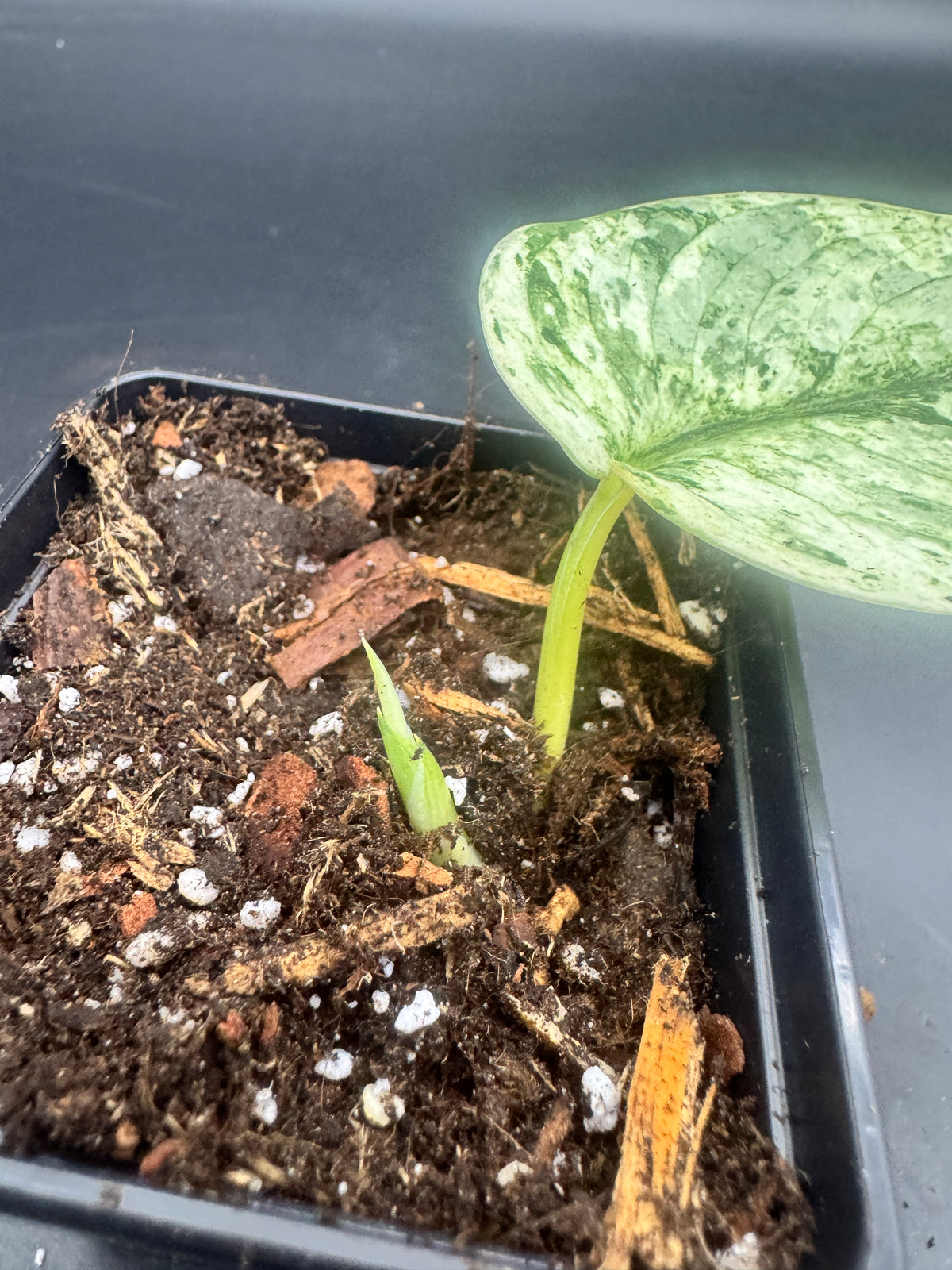 Scindapsus Silver Cloud variegata