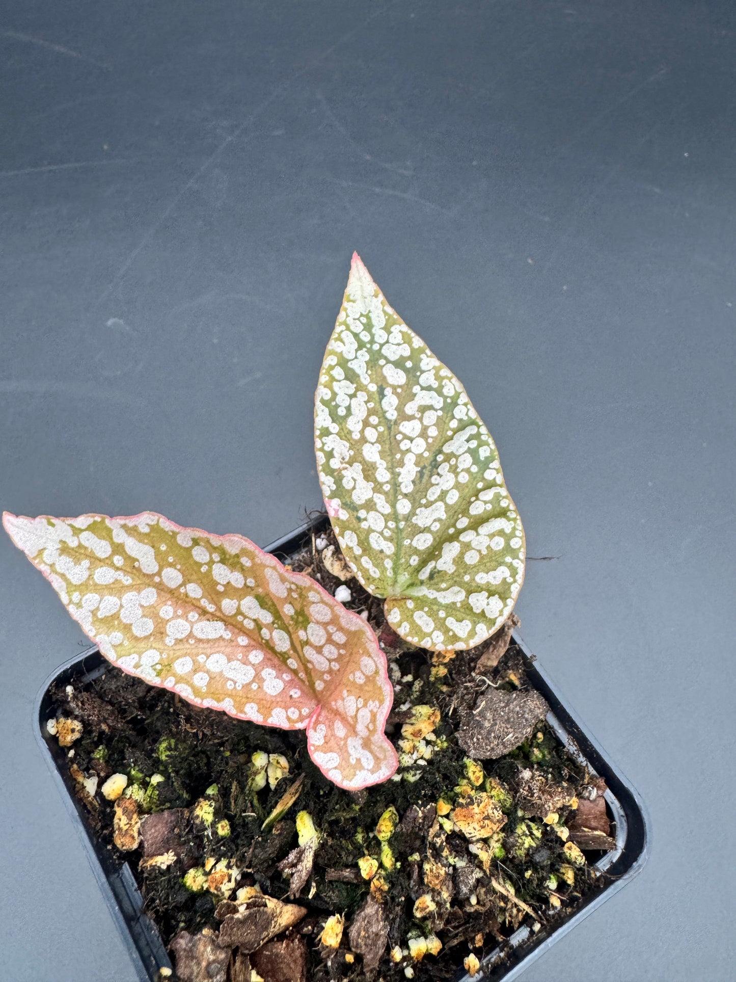 Begonia Snow capped pink variegata