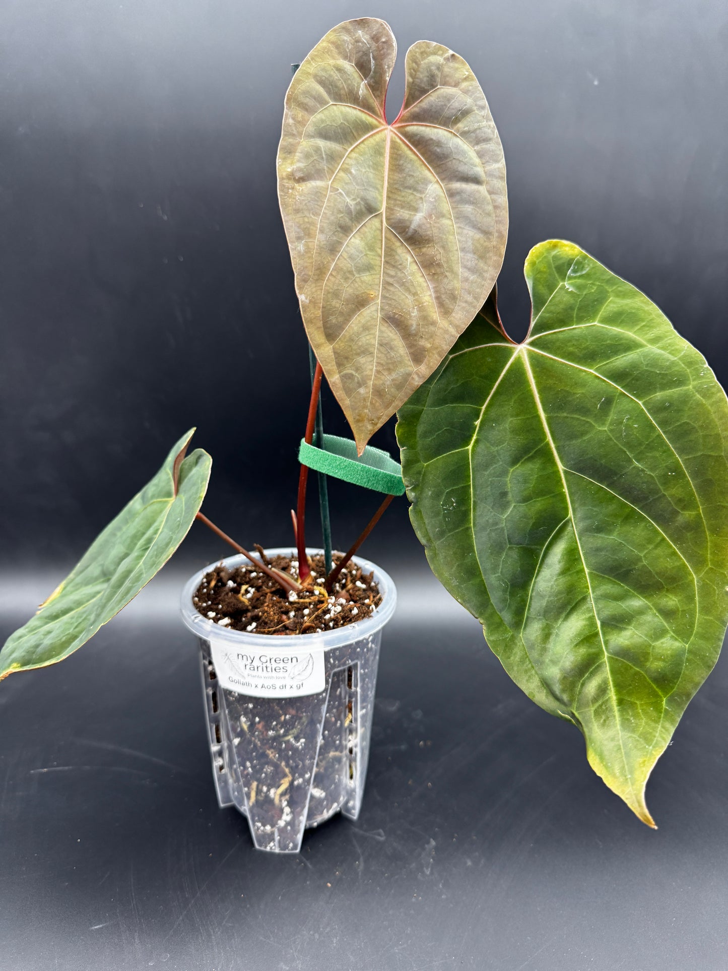 Anthurium Goliath x Ace of Spades Dark Form x Green Form