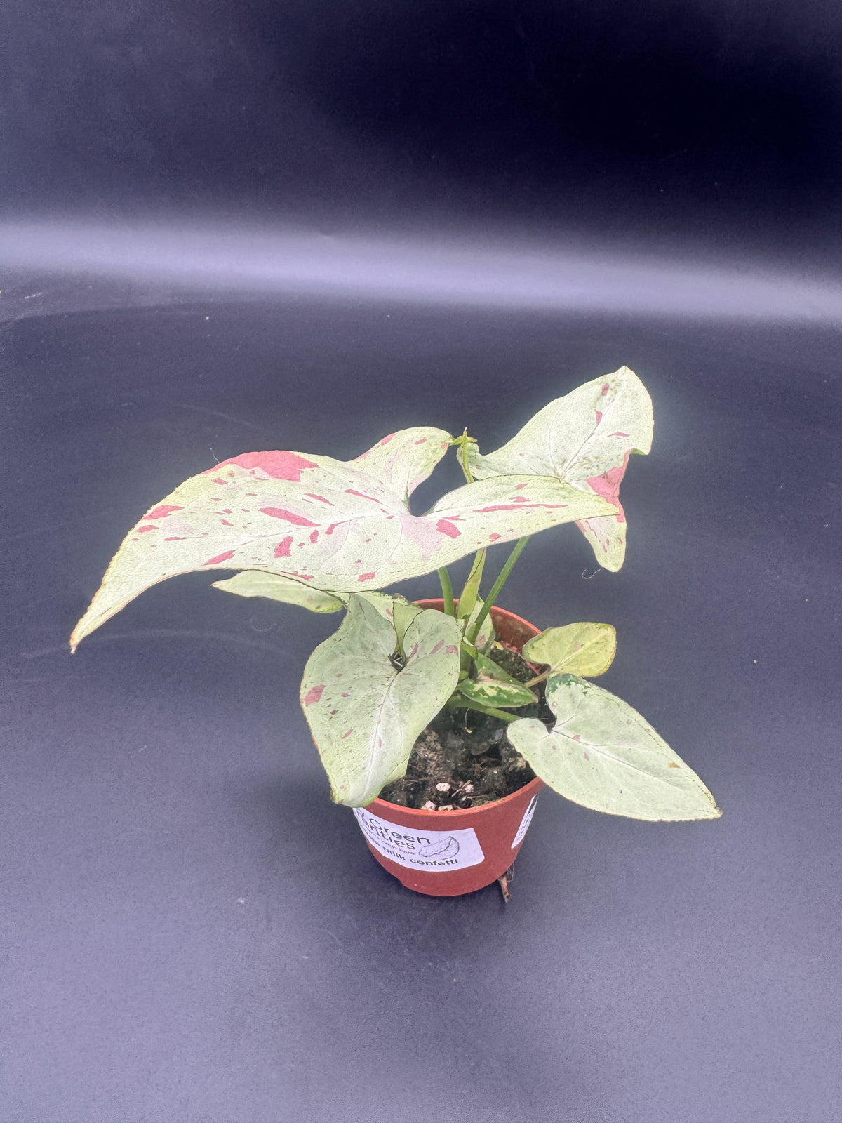 Syngonium milk confetti