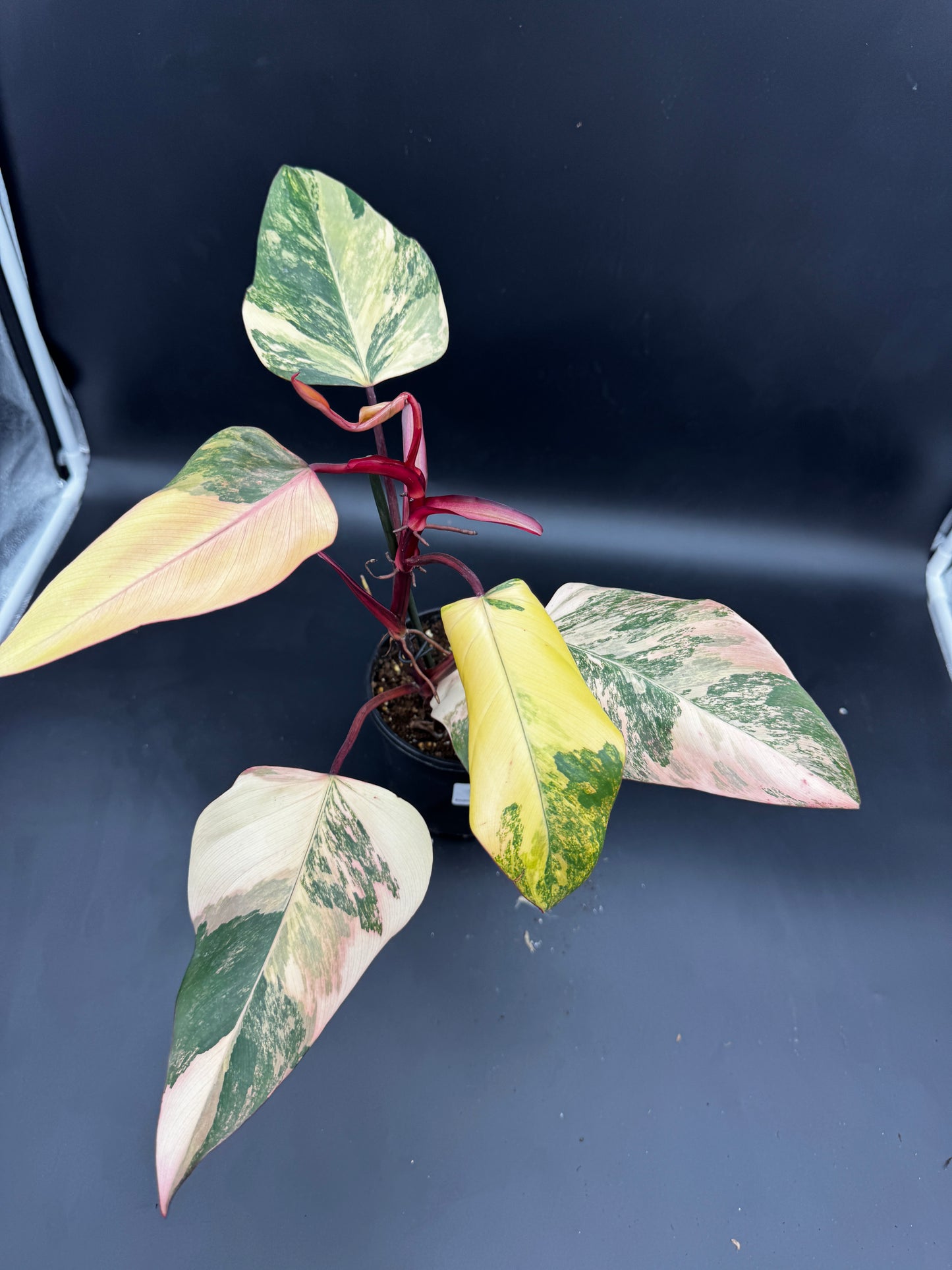 Philodendron strawberry Shake