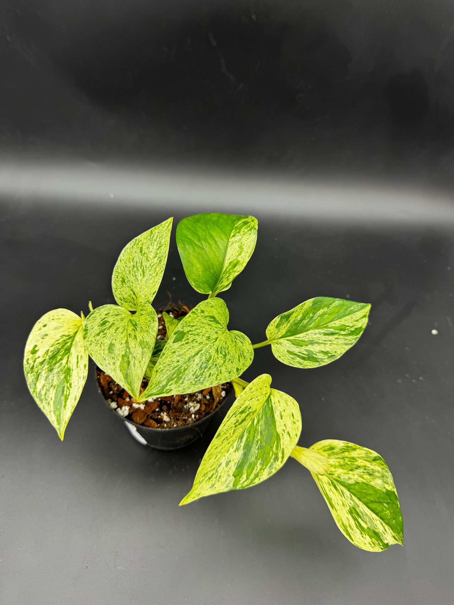 Epipremnum pinnatum Marble Queen