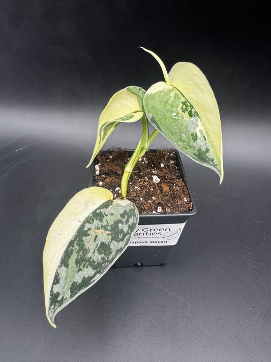 Scindapsus mayari