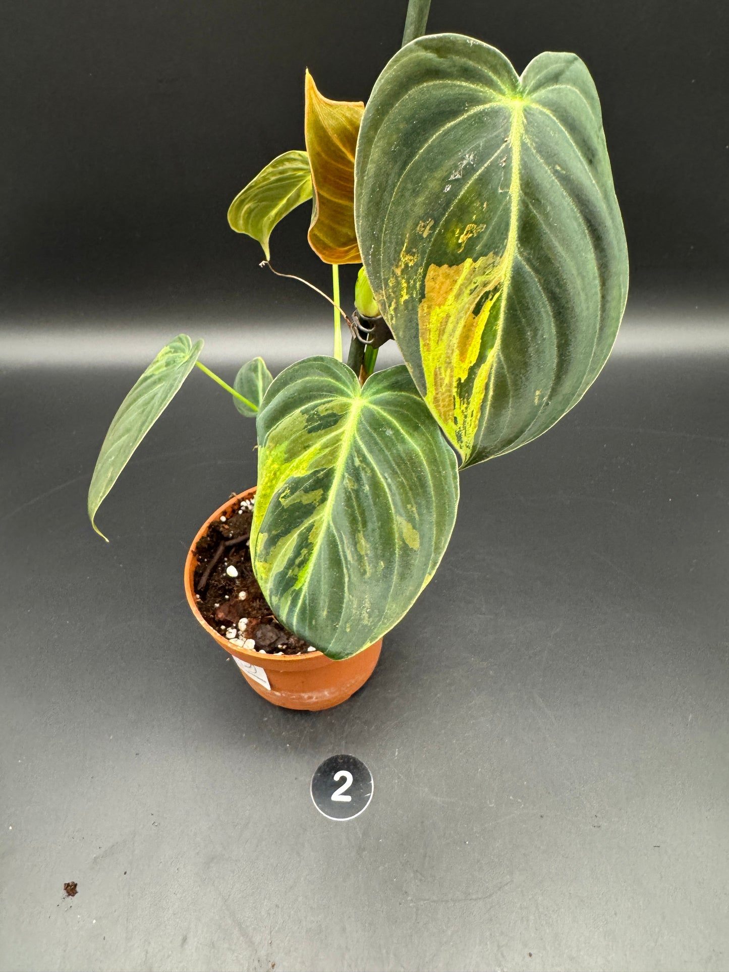 Philodendron melanochrysum variegata