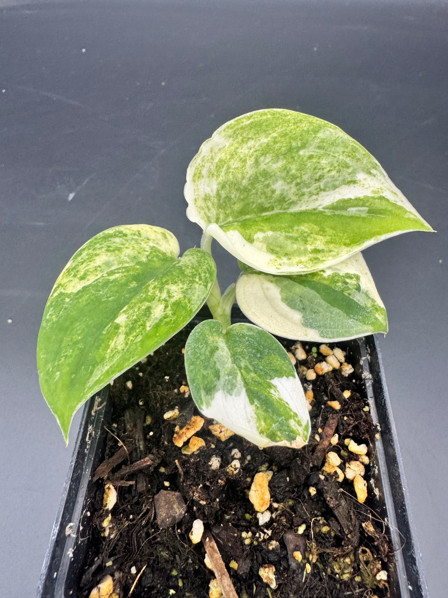 Scindapsus mangurai