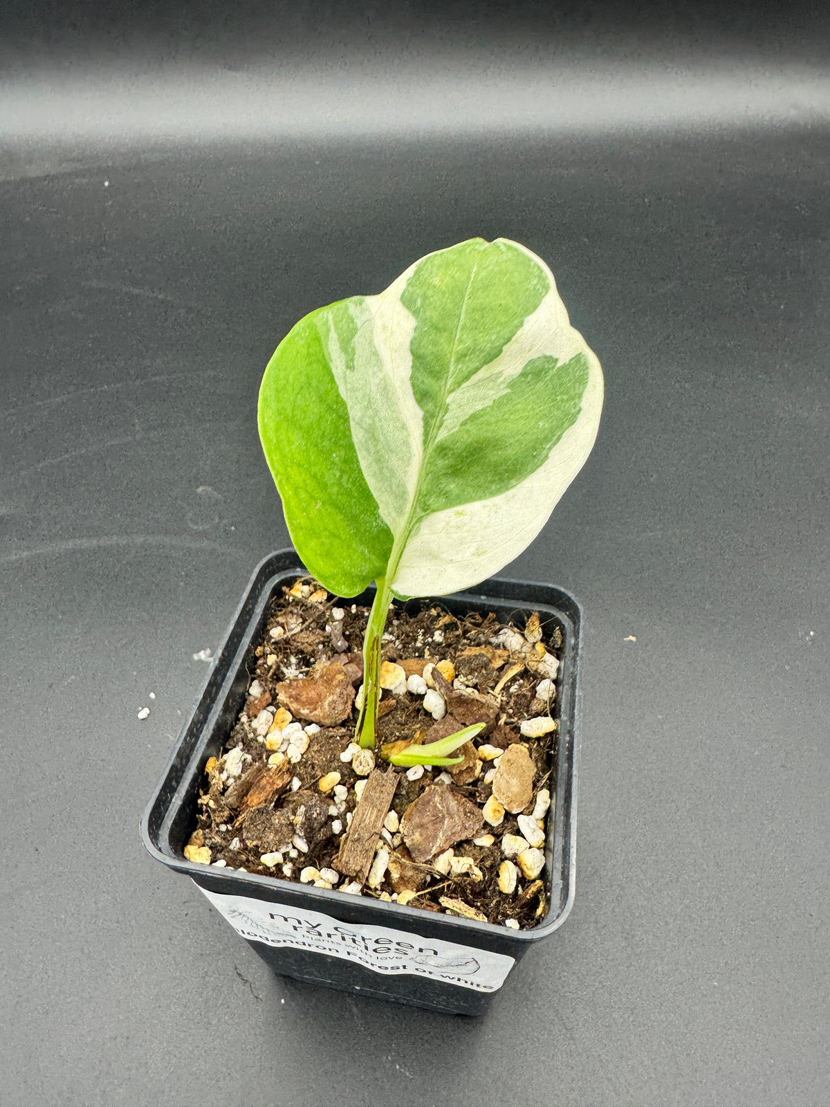 Philodendron Forrest of white