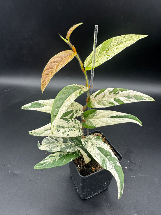 Ficus Sagittata Pink Variegata