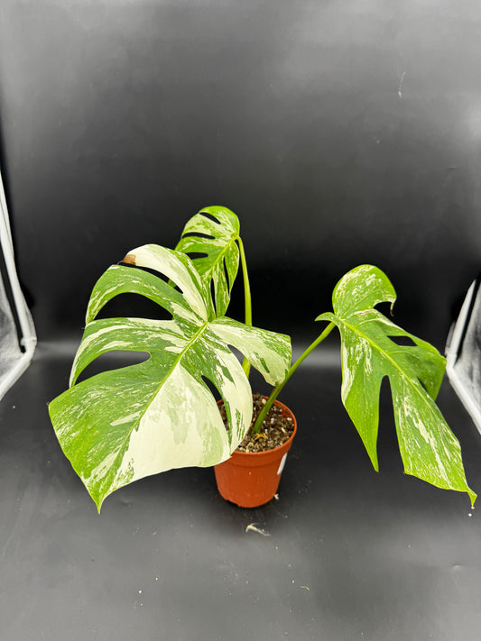Monstera deliciosa variegata