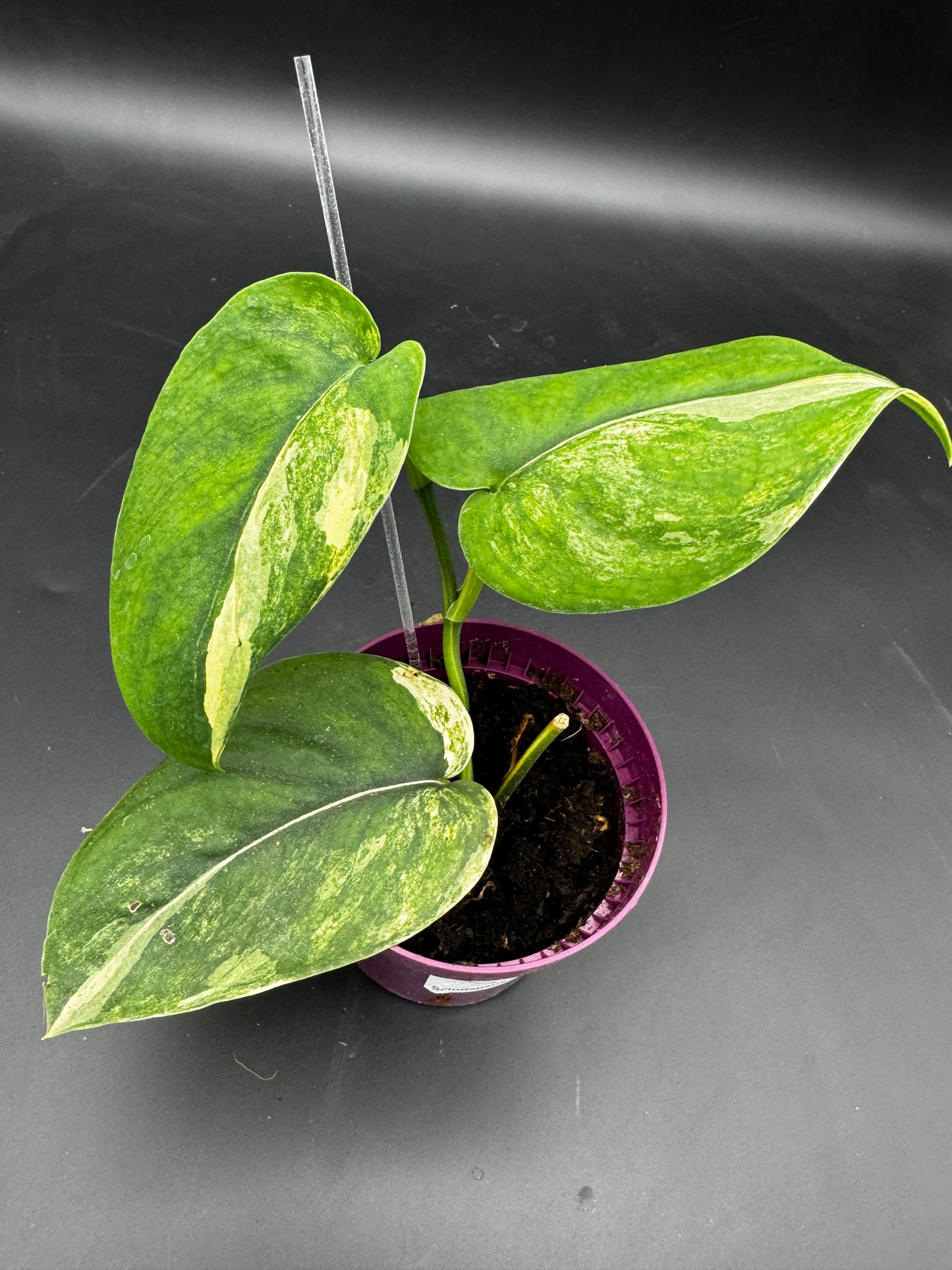 Scindapsus Jade Satin Aurea variegata