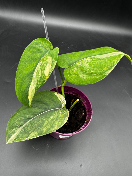 Scindapsus Jade Satin Aurea variegata