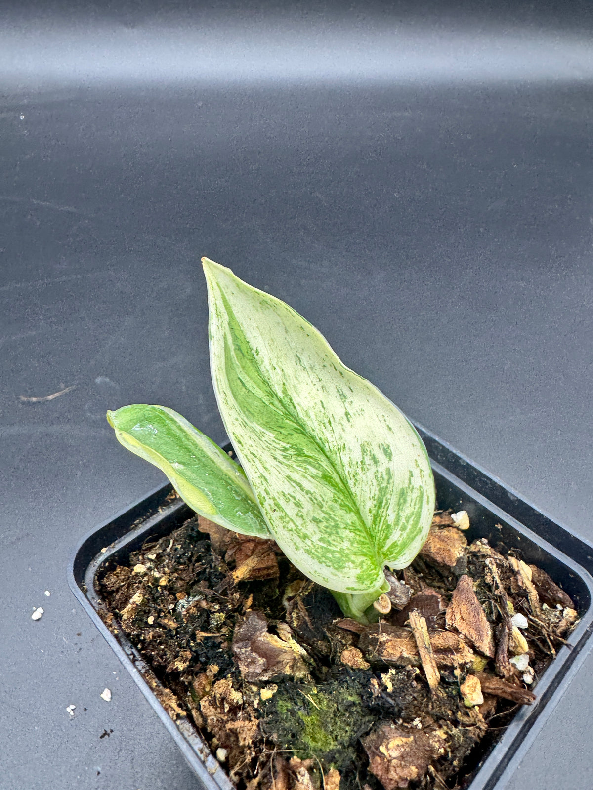 Scindapsus super Star