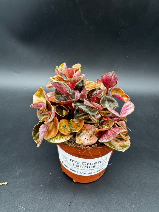 Peperomia Creme brulee