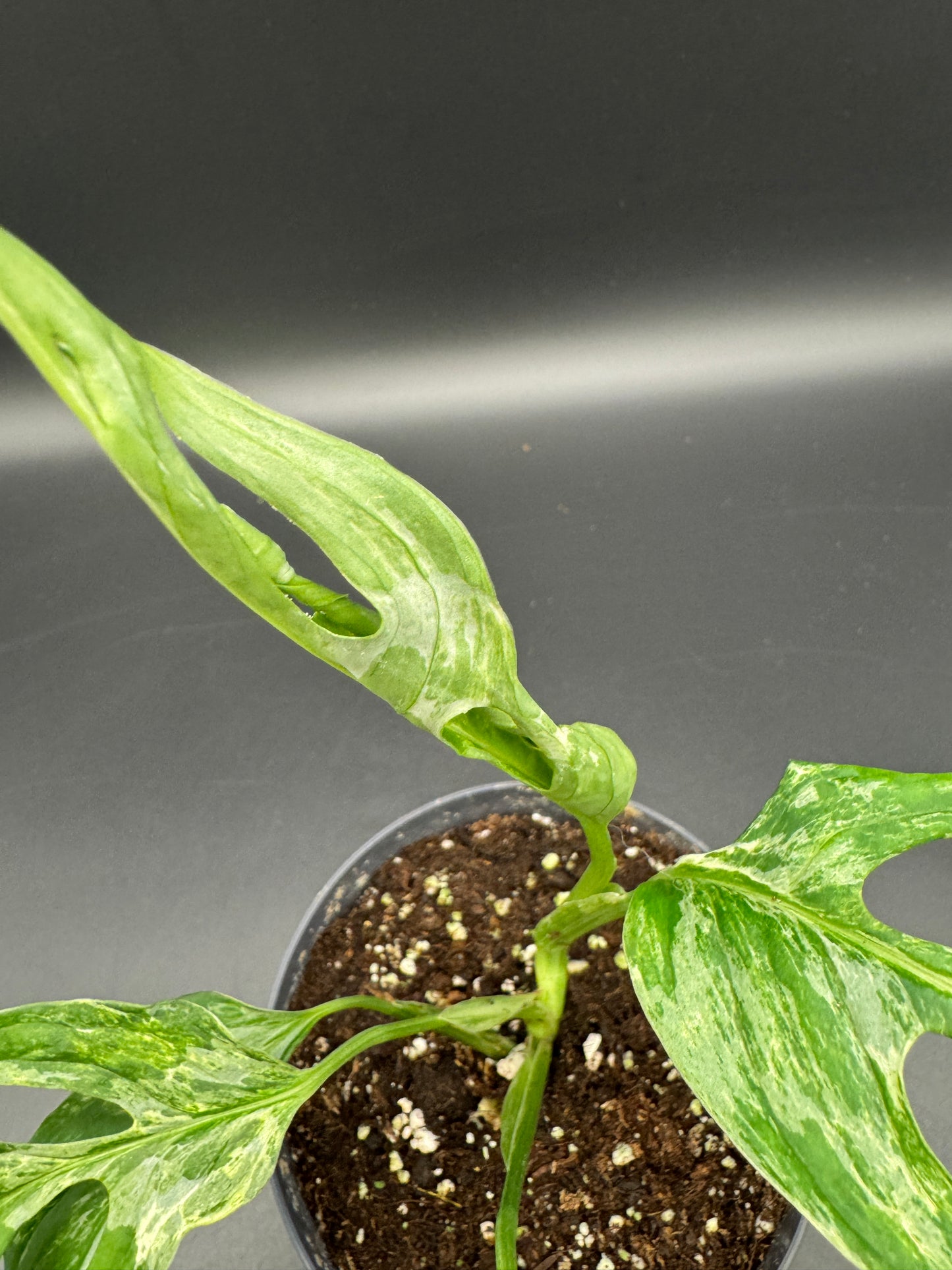 Monstera Adansonii Indonesien marble