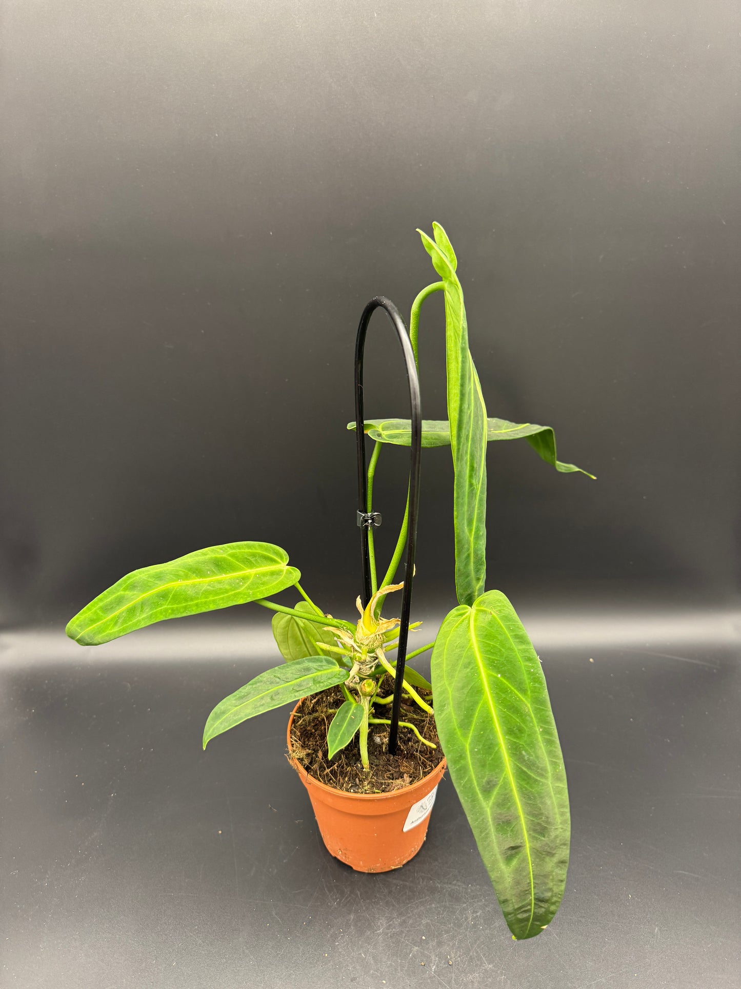 Anthurium waroqueanum