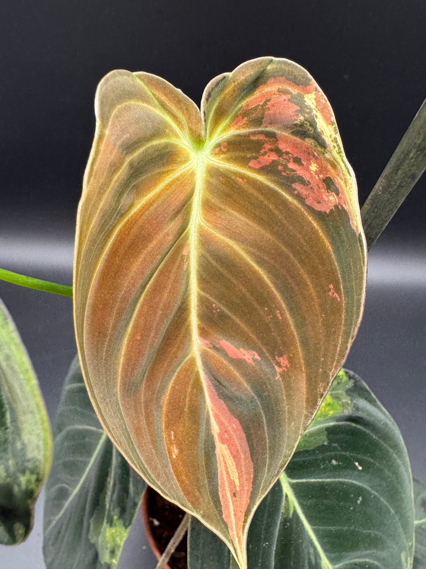 Philodendron melanochrysum variegata