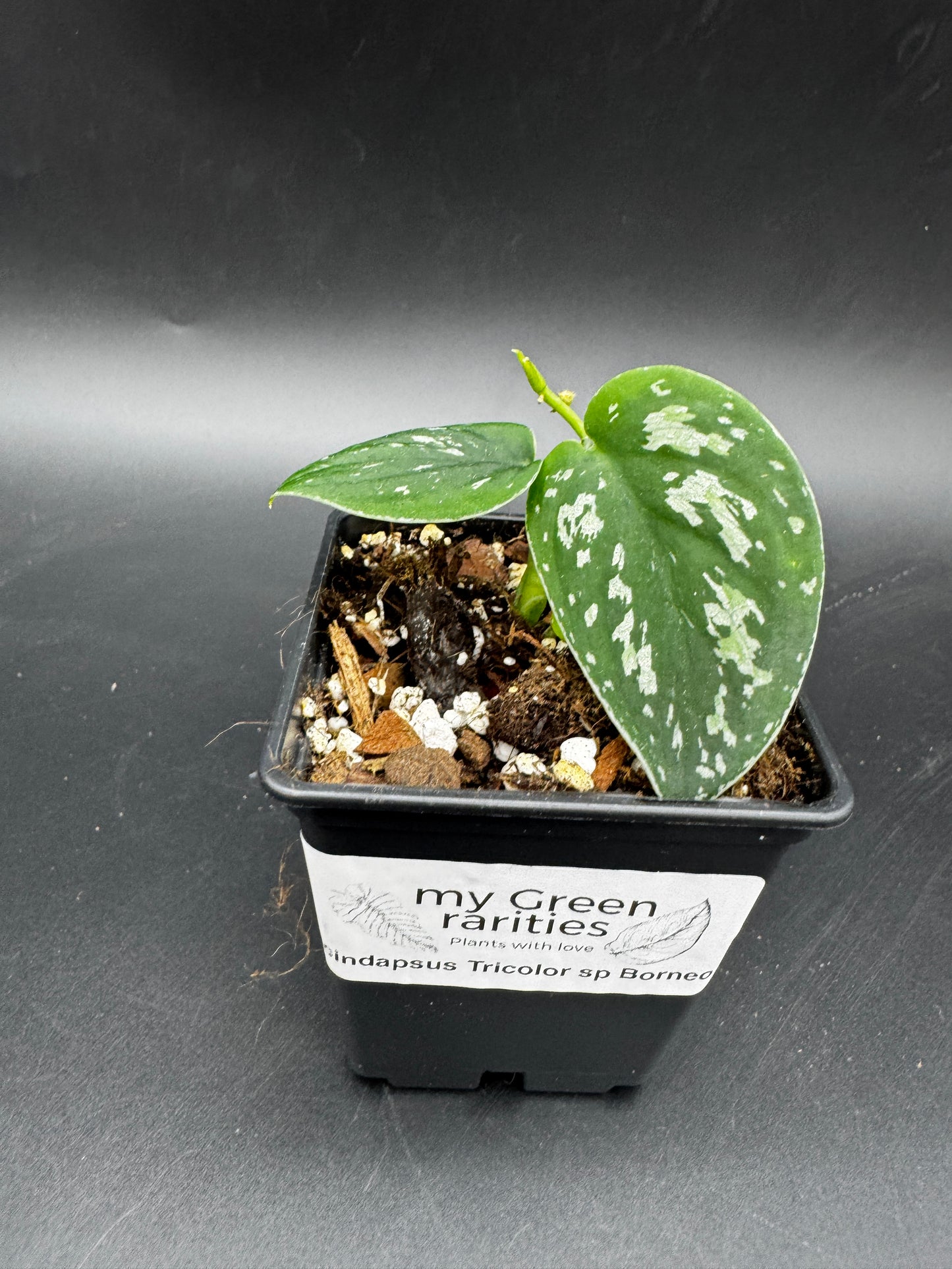 Scindapsus Tricolor sp Borneo