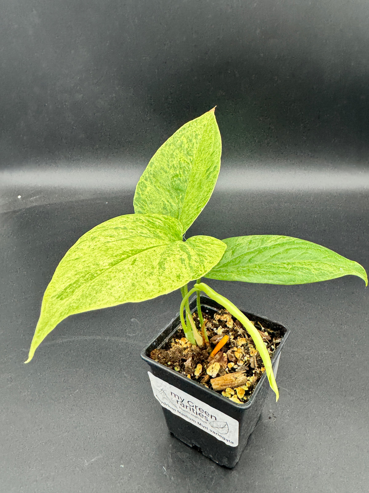 Amydrium Medium Mint variegata