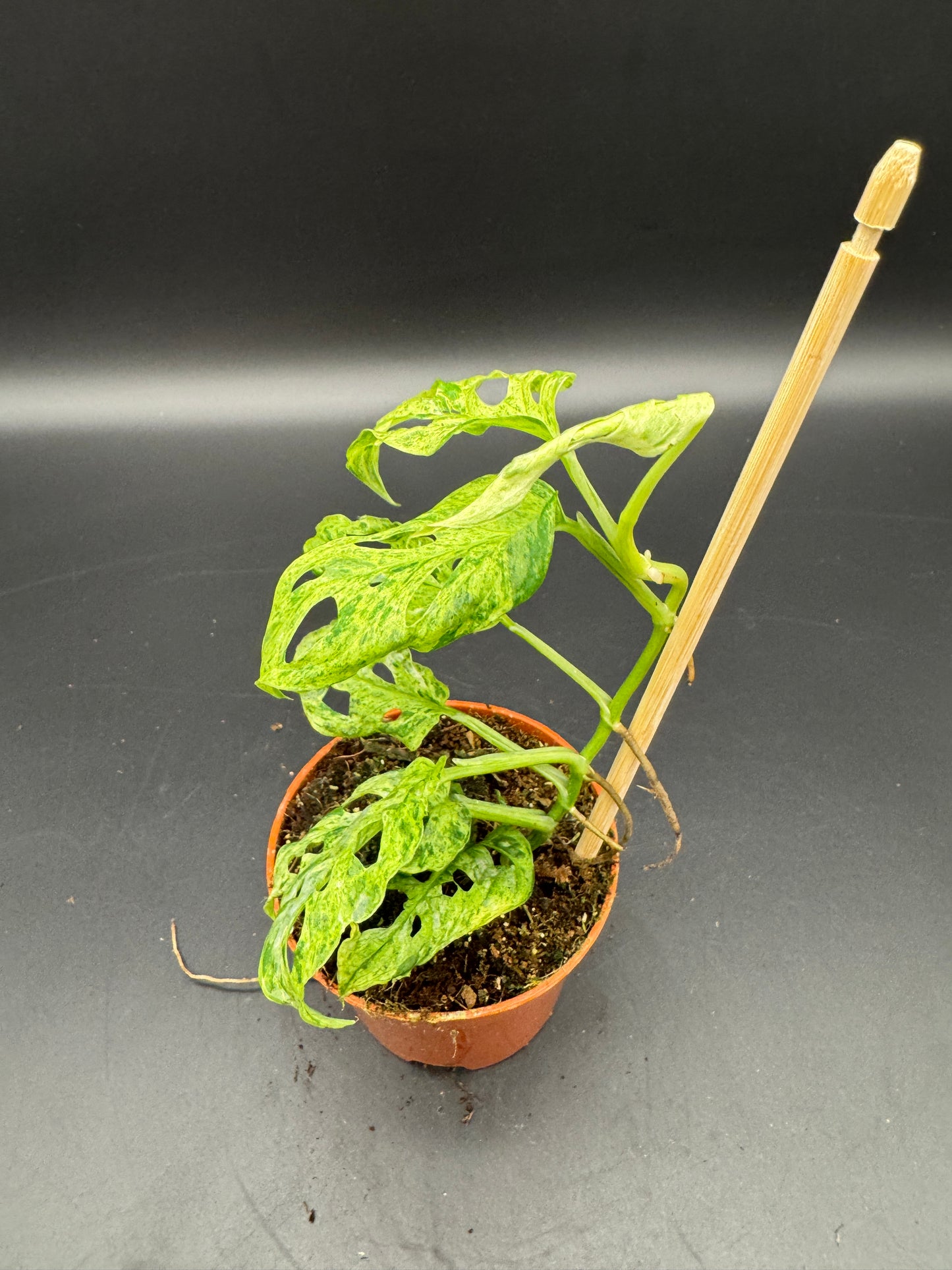 Monstera adansonii Frozen freckless
