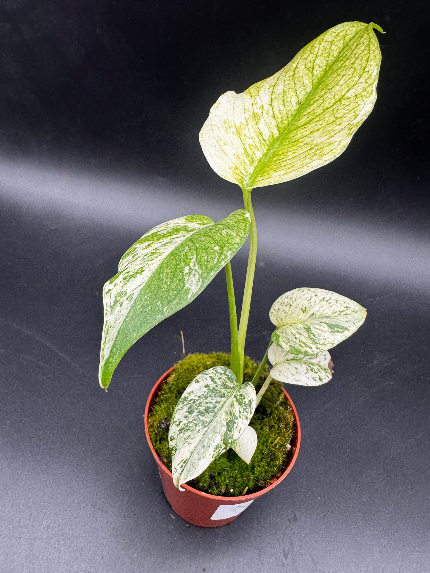 Monstera Mint  variegata