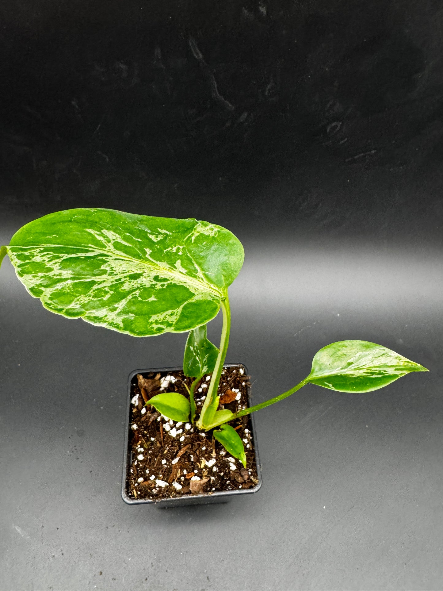 Monstera Bulbasur