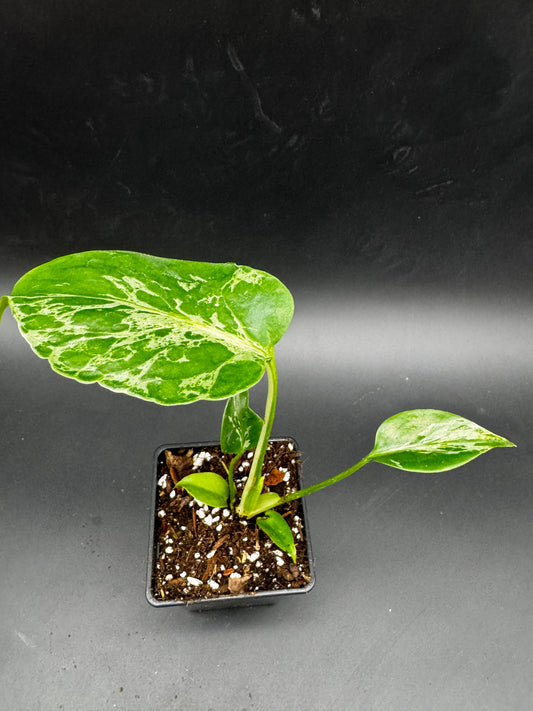 Monstera Bulbasur