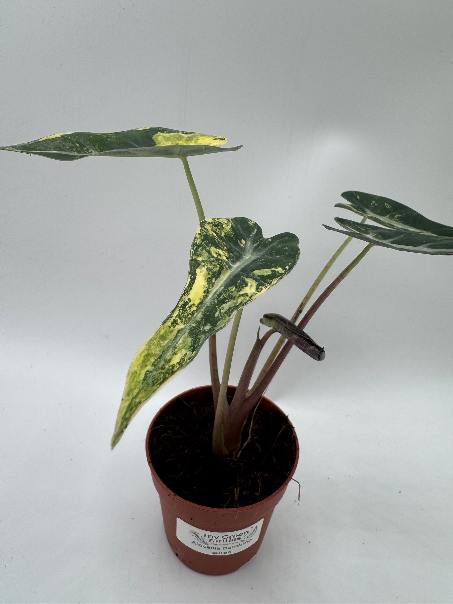 Alocasia bambino Aufea variegata