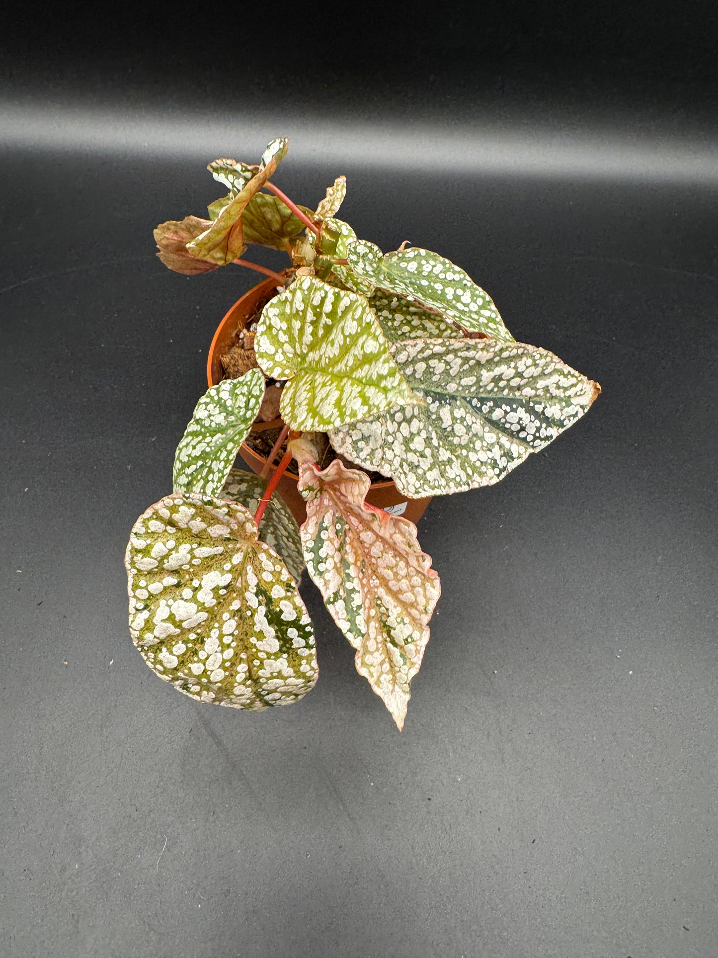 Begonia snow capped pink variegata