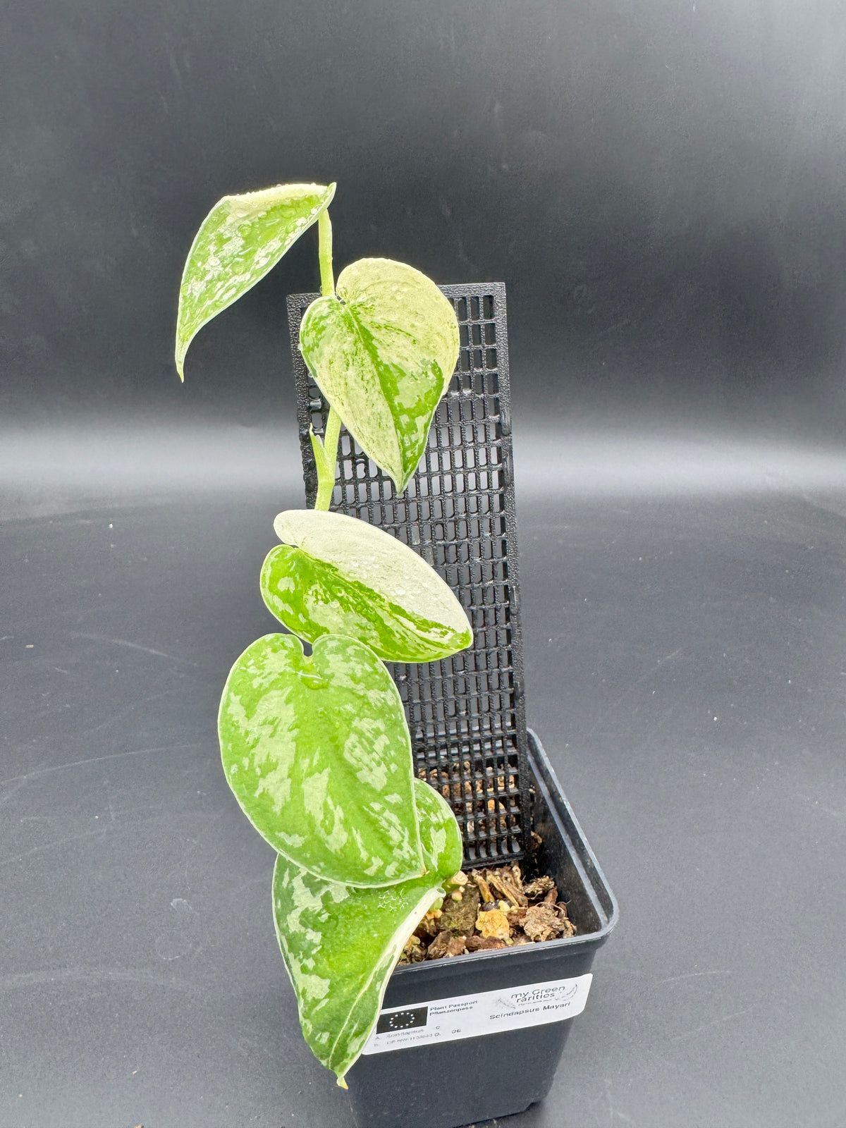 Scindapsus Mayari