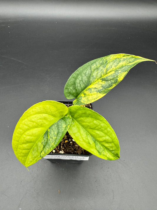 Monstera Siltepecana Aurea variegata