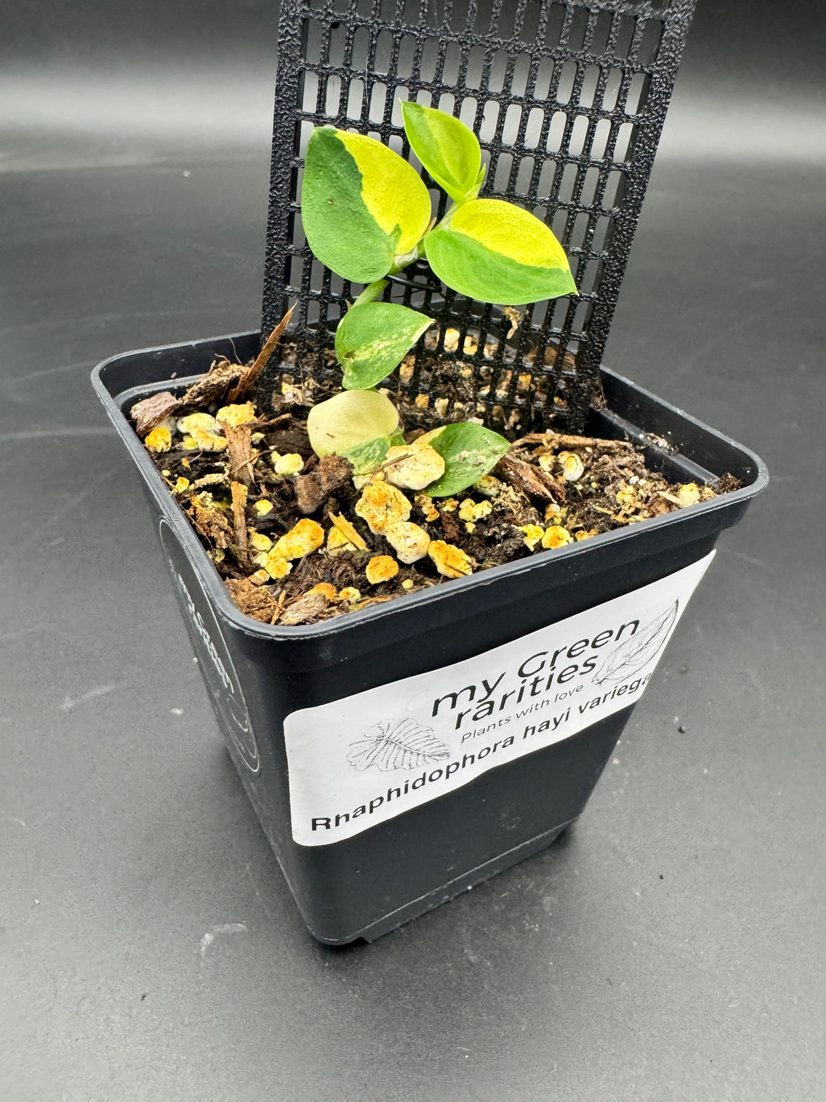 Rhaphidophora hayi variegata