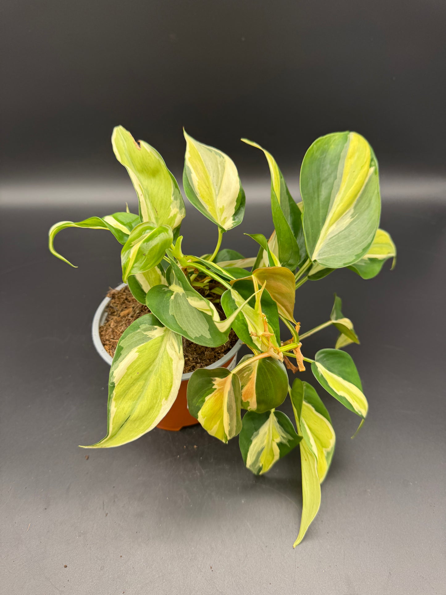 Philodendron cream Splash