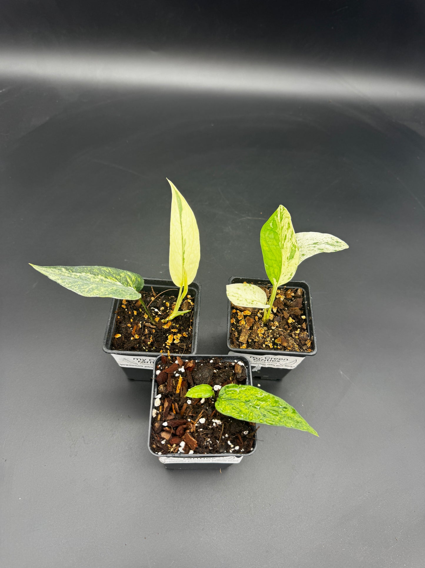 🌿 Epipremnum Collector’s Trio ⭐