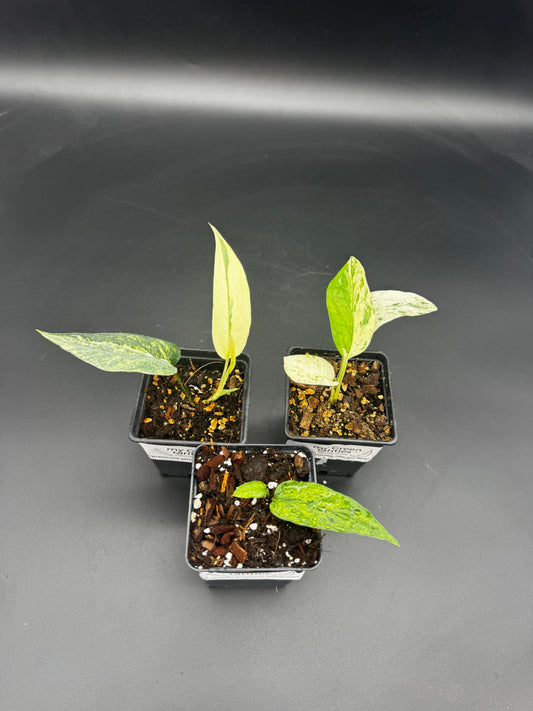 🌿 Epipremnum Collector’s Trio ⭐