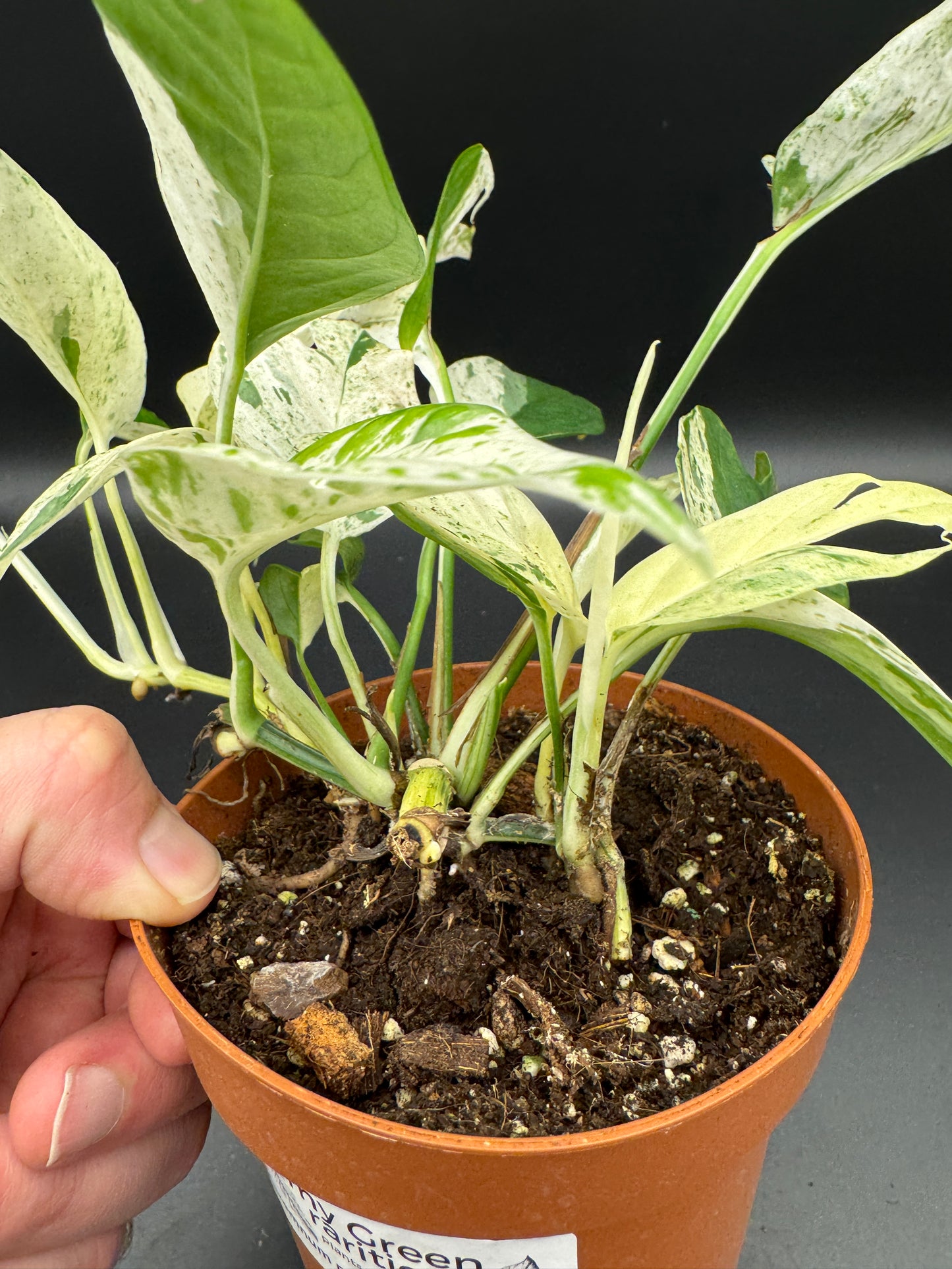 Epipremnum pinnatum marble variegata