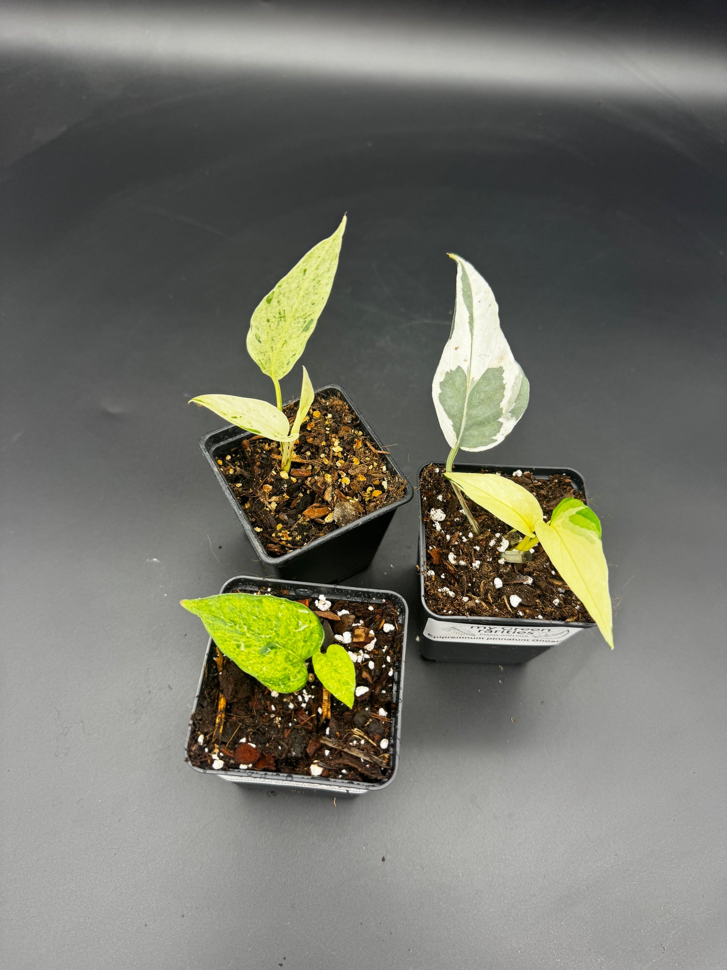 Epipremnum collector‘s Trio