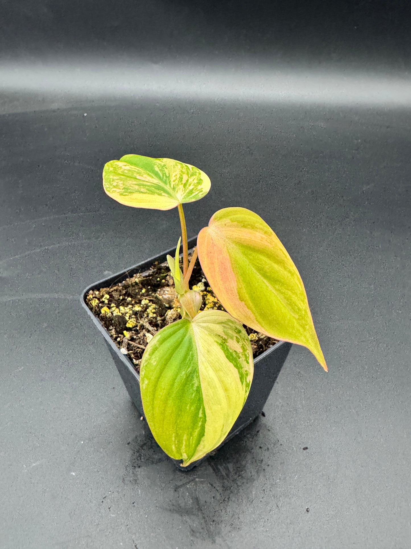 Philodendron micans variegata