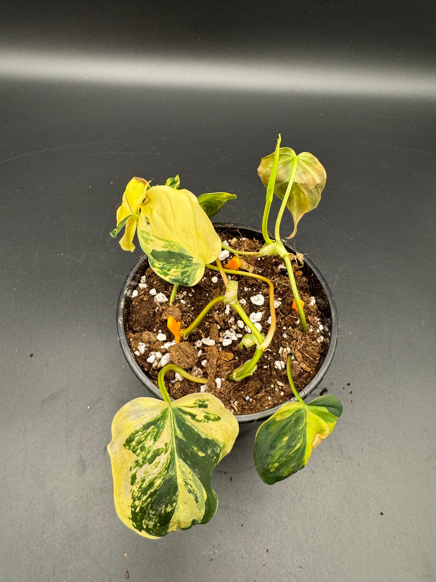 Philodendron micans variegata
