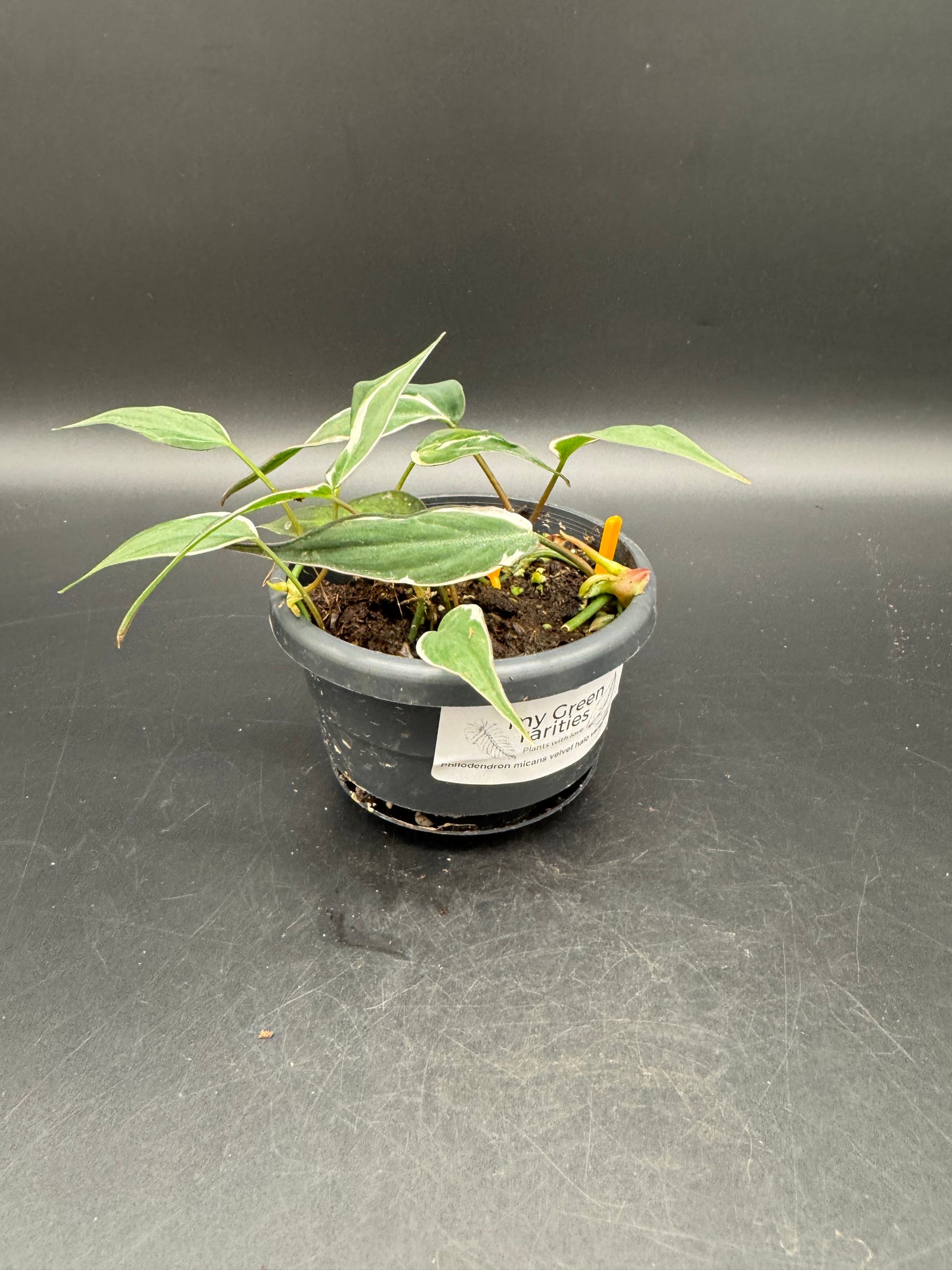 Philodendron micans velvet halo variegata.