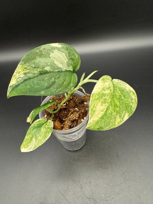 Scindapsus mangurai