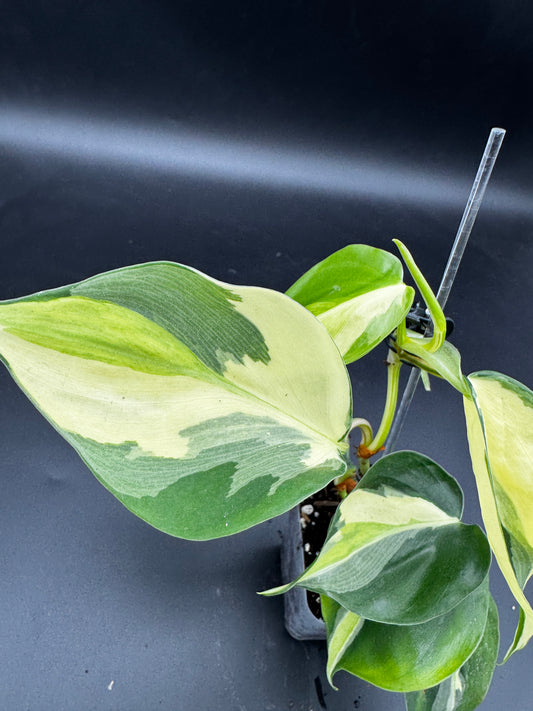 Philodendron hederaceum Rio