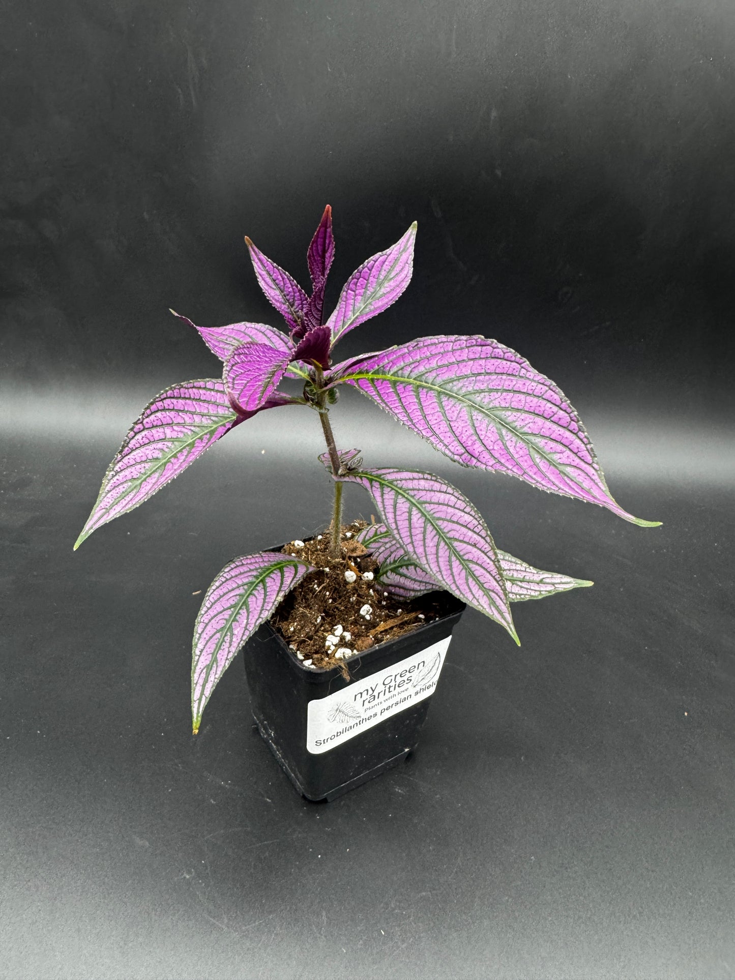 Strobilanthes persian shield