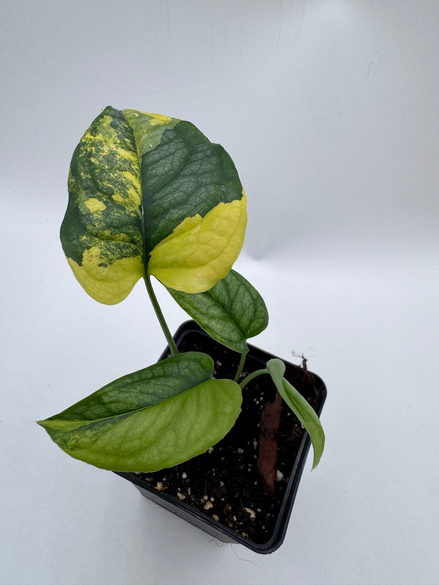 Variegated Choice Trio #2