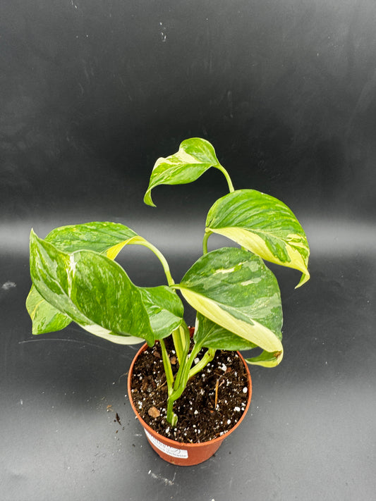 Monstera Lechleriana variegata