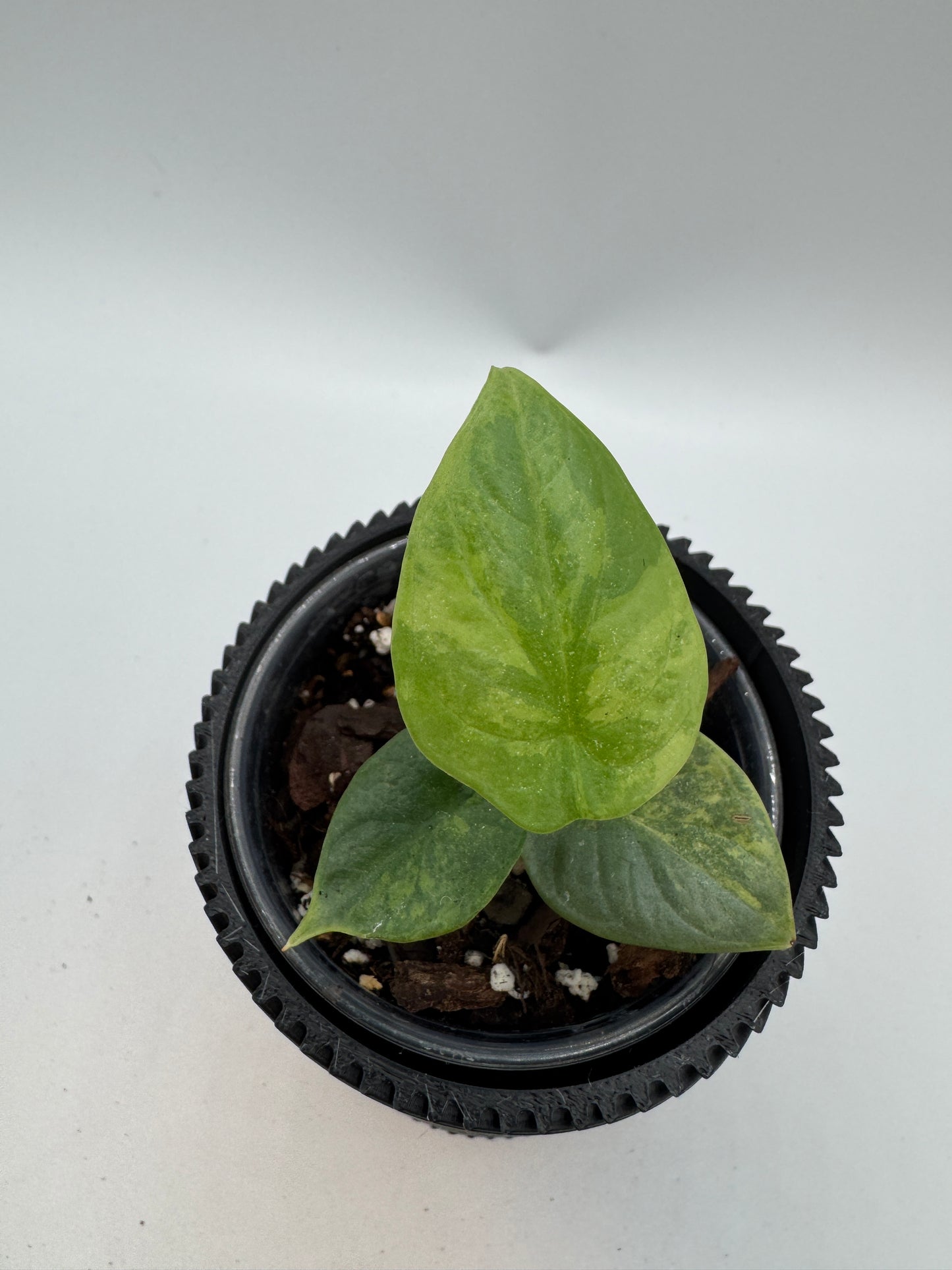 Alocasia Silver Dragon