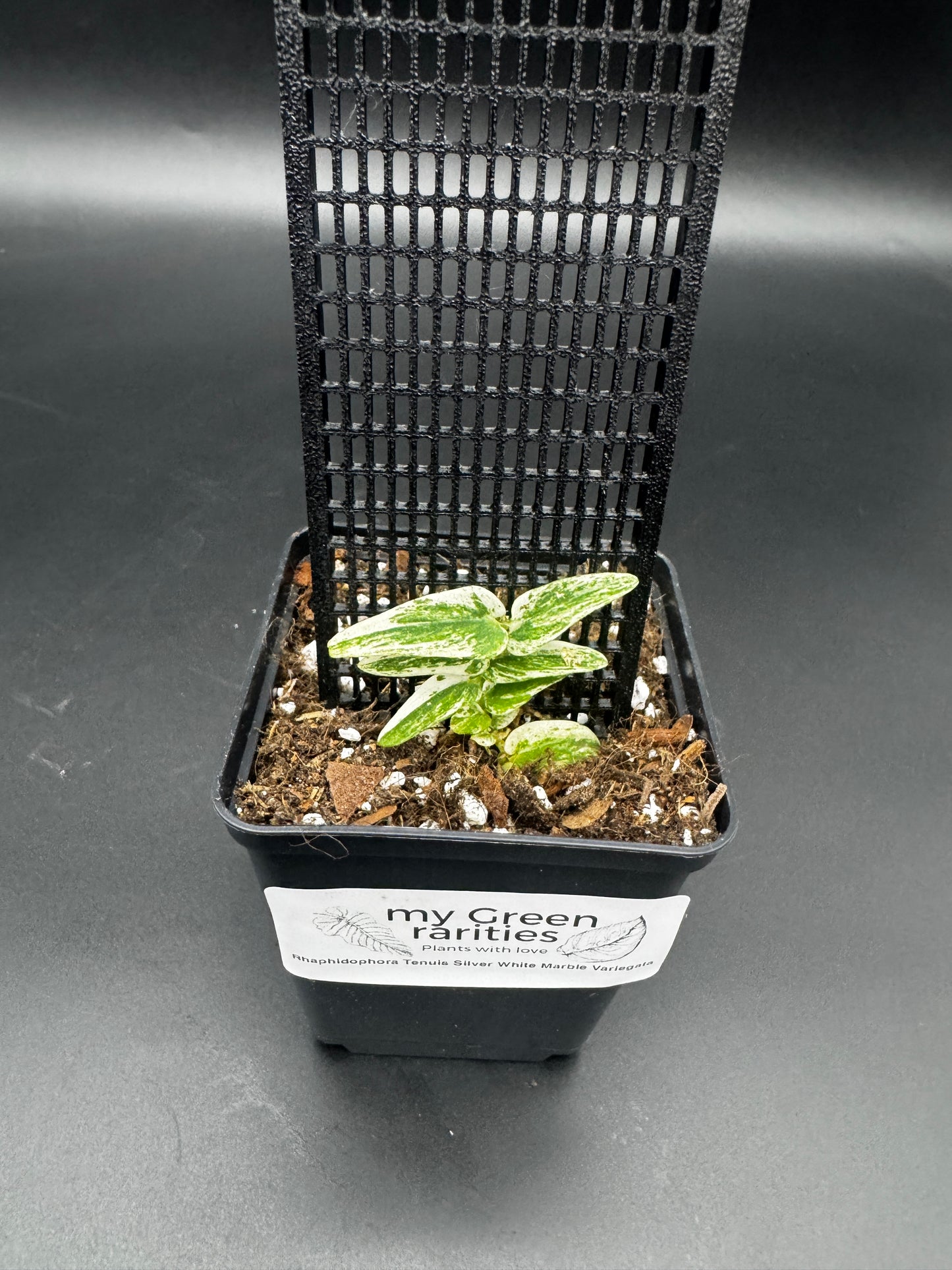 Rhaphidophora Tenuis Silver white Marble variegata