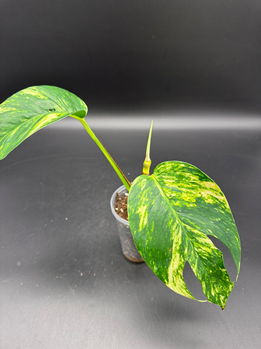 Epipremnum pinnatum kujang yellow Flame