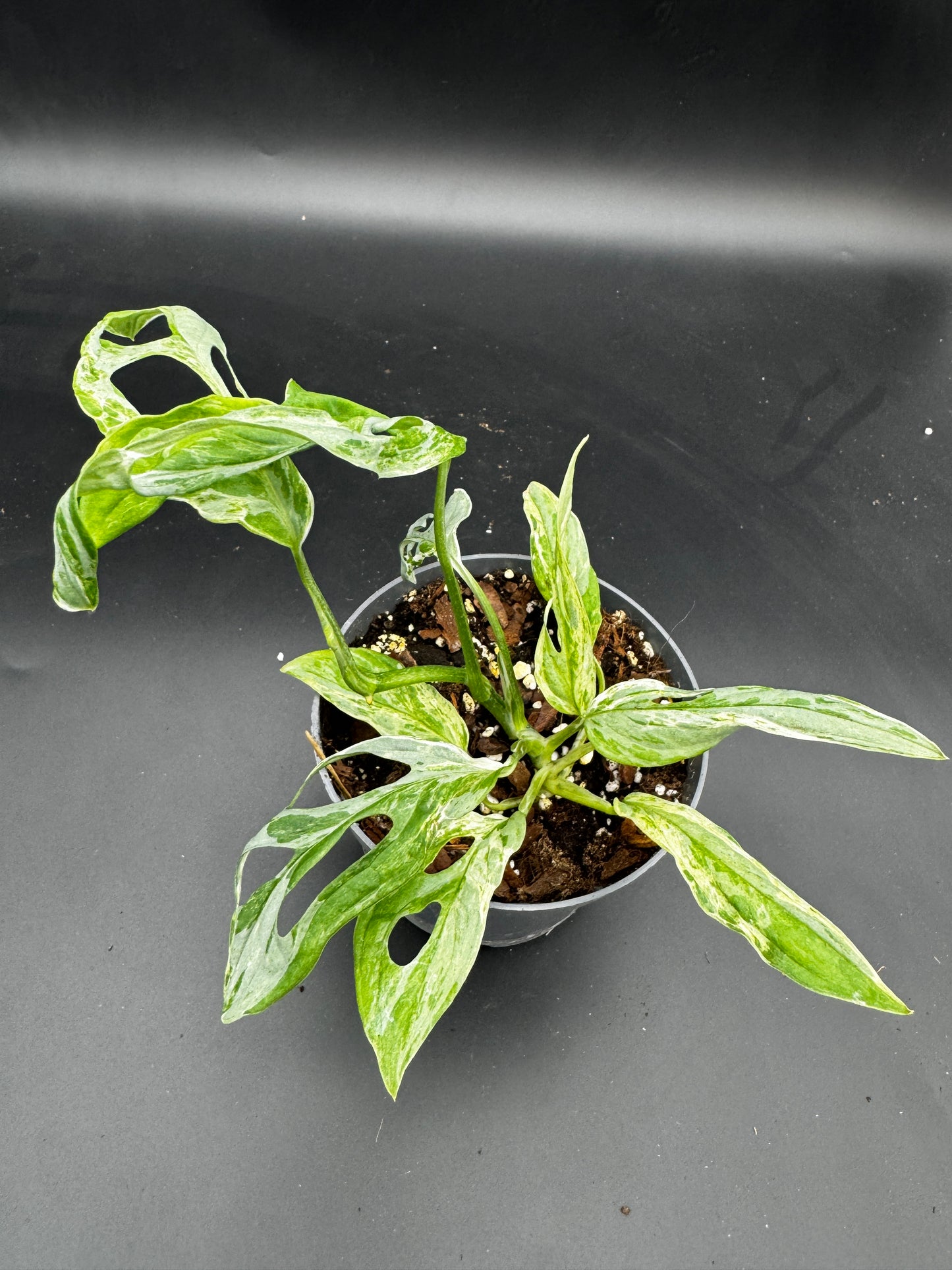 Monstera Adansonii Indonesien marble