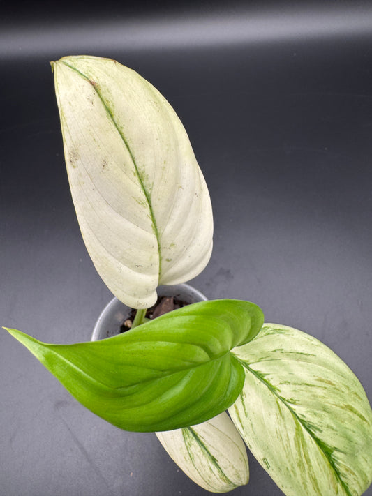 Scindapsus Longispitatus marble variegata